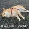 用户97411742的头像-iPA资源站