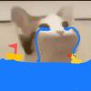 海龟