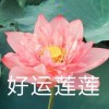 花开富贵128484