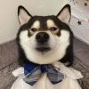 戏子安能如秋