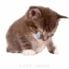 被打压的猫儿～