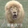 奇布利亚