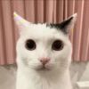 悟闻