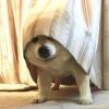一只小猪