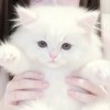 user77245012的头像-iPA资源站
