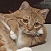酥猫