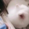 仐○仐