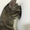 ╰づ浮笙`白