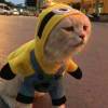 听，