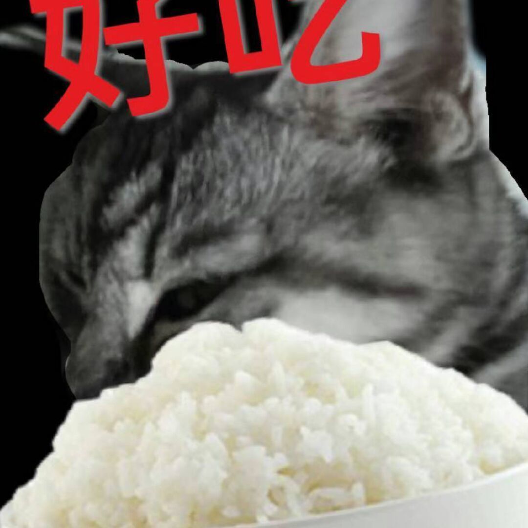 猫猫拌饭饭