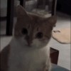 春望