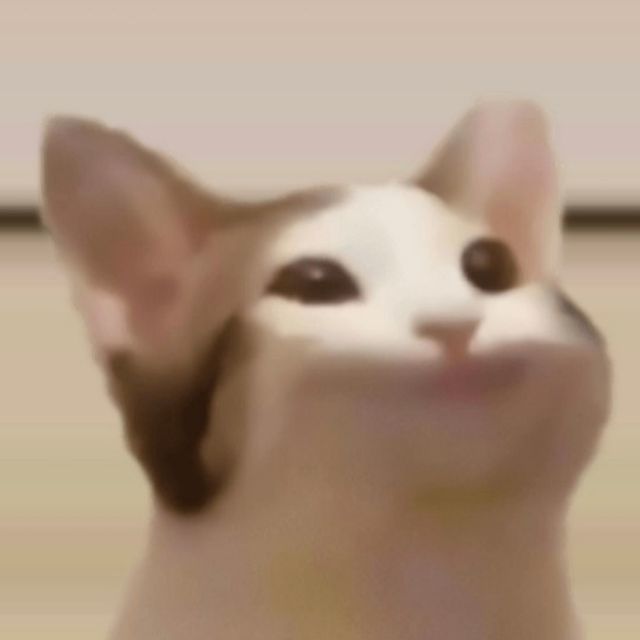 猫猫_10