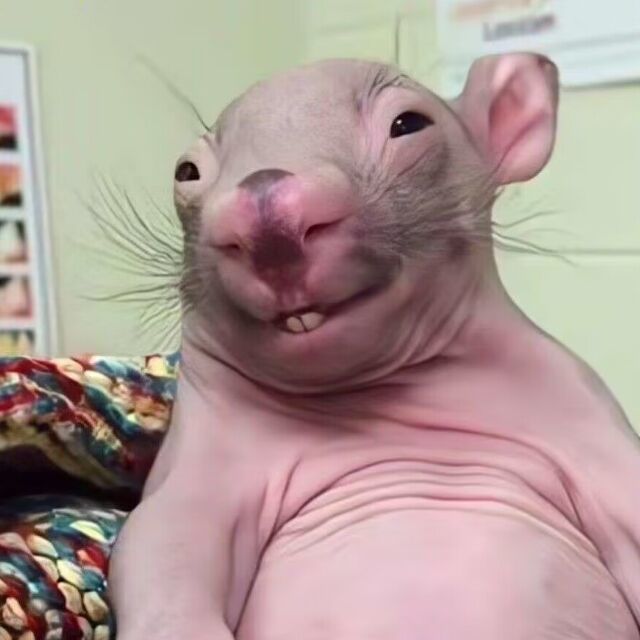 死耗子人