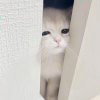 眉眼盈盈𒄆