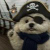 海盗且小狗@