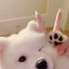 碗里雾