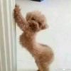 格物゜