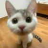 猫⁡⁣⁠