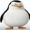 一只帅气企鹅