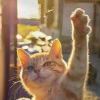 猫爷_524
