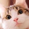 夢里三年