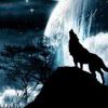 Lone wolf