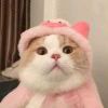 --橘貓