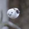 樹袋熊