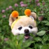 習慣孒