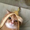 狂少??暗黑龍王