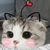 小小康