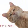 關(guān)關(guān)雎鳩