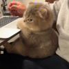 吾生也有涯，而知也無涯。