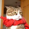 Mr.Cat