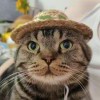 我本無心為何有愛