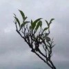 https://thirdqq.qlogo.cn/qqapp/101260148/0B048446DC00C53D65981E87382BAF00/100