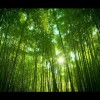 https://thirdqq.qlogo.cn/qqapp/101260148/47AE99E63730F3C48BB9FE430EDF4B54/100