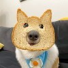 https://thirdqq.qlogo.cn/qqapp/101260148/C58C7D6BB345EFF95006AF48DE5C4BA9/100