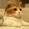 https://thirdqq.qlogo.cn/qqapp/101260148/F89BDC418027A934D597730DA18B9142/100