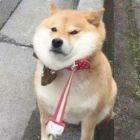 橘子不如橙子