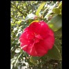 花落无痕/tp