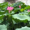 晓风茜