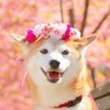 没得问题 的头像