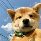 宿命