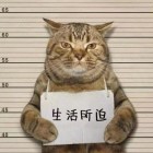 暴力熊
