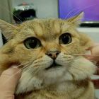 zhan