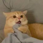 ‵孤城