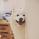( • ̀ω•́ )
