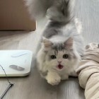 正在前往 花村?