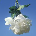 陳華斌